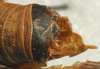 CollectionObject 1517150; 8cff648c-b7ca-4e9c-83b9-415137c0726e: male cerci (holotype). (CollectionObject).
