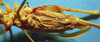 CollectionObject 1517321; a62e69a9-33bb-4cbd-9b31-68bbf7e13bcb: female, ventral view (holotype). (CollectionObject).
