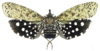 Habitus, dorsal view on Diareusa kemneri Ossiannilsson, 1940: (Observation).