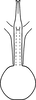 Aedeagus, ventral view on Erythridula parvispicata (Beamer, 1930): Aedeagus, ventral view. (Observation).