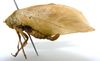 CollectionObject 1568246; 08f04954-1774-40f8-a35a-488e611c2b99: female, lateral view. (CollectionObject).