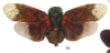 Habitus, dorsal view: !! display not done !! on Crepusia miniacea (Germar, 1830): (Observation).