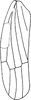 Forewing: Forewing (I. longiprocessa Cao, Huang & Zhang). (Observation).