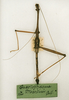 CollectionObject 1560473; fbf9442c-459d-4693-9ce9-40ded67419db: copyright MRSN, Torino. male Bostra martini (holotype). (CollectionObject).