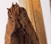 CollectionObject 1534634; 6732e31c-1c3c-4029-bc1c-a16a0876c3cd: female subgenital plate (holotype). (CollectionObject).