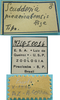 CollectionObject 1542939; DEES MZLQ-I0016', f56877da-a65f-4bf1-b08e-2143fc26842d: male, labels (syntype). (CollectionObject).