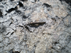 CollectionObject 1567275; 93691ae3-03fc-4b81-b92c-0633c2e2a6e7: (CollectionObject).
