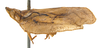 Habitus, lateral view on Atracodes indutus (Melichar, 1902): (Observation).