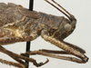CollectionObject 1535958; 12f39318-7fb2-4850-aaf3-bb6a9957f223: female pronotum, lateral view (syntype). (CollectionObject).