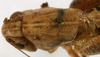 CollectionObject 1520633; b3c3fa0a-a6a4-4ea0-be6b-ad691aa7613c: male head and pronotum, dorsal view (paratype). (CollectionObject).