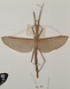 CollectionObject 1562038; 57e02023-3a6b-407c-8fdb-bfa549597c7a: copyright OUMNH. female (holotype). (CollectionObject).