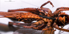 CollectionObject 1516158; cc852a97-aca2-43fc-885d-37e18257bca5: female, ventral view (holotype). (CollectionObject).