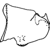 Pygofer, lateral view on Empoascanara (Empoascanara) caespitis Dworakowska & Trolle, 1976: Pygofer, lateral view. (Observation).
