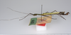 CollectionObject 1562166; 5ee09c50-8ac5-4ee4-bdad-3af1a2de43c9: copyright ZMUH, Hamburg. male, lateral view of Tagesoidea nigrofasciata (paralectotype). (CollectionObject).