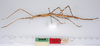 CollectionObject 1558194; b8fbb0a4-88fd-4655-aee0-a42cd5df3ddc: copyright ZMUH, Hamburg. female of synonym Acrophylla oxyacantha, lateral view (paratype). (CollectionObject).