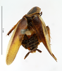 CollectionObject 1587673; MNHN(SF IMPORT DUPLICATE) MNHN-EP-EP1848, 2fa4a14c-22be-4de4-bae3-f1f4fdcfc45b: CC BY-NC-ND 4.0/MNHN - Depraetere Marion - 2014. Holotype, female, of jucunda Saussure, 1869. Specimen number: MNHN-EP-EP1848. http://coldb.mnhn.fr/catalognumber/mnhn/ep/ep1848. (CollectionObject).