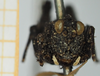 CollectionObject 1580018; ac4ce87a-cce6-4eb0-9027-2e9eab874e69, NHMUK010924584: female, frontal view (holotype). (CollectionObject).