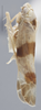 Habitus, lateral view on Empoa (Empoa) latifasciata Christian, 1953: Lateral. Female. (Observation).