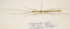 CollectionObject 1595879; 48fe00a3-d836-4a56-be3a-46e9d009673b: copyright LKCNH Singapore. male, ventral view (paratype). (CollectionObject).