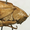 CollectionObject 1535908; 36f725c3-de8e-4d3d-8dc8-ee418e4ab55c: male pronotum lateral (syntype of S. olivaceoviridis). (CollectionObject).