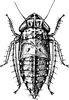 Nymph: !! display not done !! on Extrusanus extrusus (Van Duzee, 1893): (Observation).