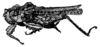 Morphopus phyllocerus (Bolívar, 1887): Fig. 122 (specimen from Ssibange). female, lateral view. (Otu).
