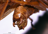 CollectionObject 1503248; 75e53c44-9a74-446f-a7ad-3179280ebb05: male abdominal apex. (CollectionObject).