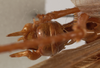 Amacroxiphus nigrifrons (Dohrn, 1905): male cerci (syntype). (Otu).