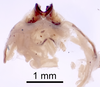 CollectionObject 1522768; 5685d436-8aef-492a-ae3f-38625480179e: Male genitalia, dorsal view (holotype). (CollectionObject).