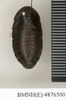 CollectionObject 1572867; af0319da-10fe-4fef-b8e5-c1137474c04a: Copyright Natural History Museum, London. Non-type (adult female) in BM(NH). Dorsal view. (CollectionObject).