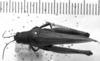CollectionObject 1567240; b39c81c1-414e-40c5-a160-f69ef64c9be9: Image Carbonell, C.S. female, dorsal view (syntype). (CollectionObject).