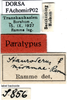 CollectionObject 1505447; 161e2add-fe78-4cf0-b04b-fdf3f76ea1e5: labels (paratype of Chorthippus miramae). (CollectionObject).