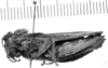 Spathalium audouinii (Blanchard, 1836): female, lateral view (holotype). (Otu).