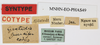 CollectionObject 1587078; a8941693-8042-40a7-9738-1ecaebea633a: copyright MNHN, Paris. male, data labels (syntype). (CollectionObject).