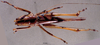 CollectionObject 1503249; 1479bc89-9032-406b-980a-caf525acbf8e: female, dorsal view. (CollectionObject).