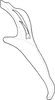 Aedeagus, lateral view on Distantasca paraterminalis (Qin & Zhang, 2007): Aedeagus, lateral view. (Observation).