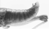 CollectionObject 1524010; 258d7214-e209-4d23-b52c-e4960353defb: male abdomen end, lateral view (holotype). (CollectionObject).