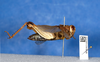 CollectionObject 1520101; 695931d8-774b-43e0-9f60-1e072bd372a9: female, lateral view (holotype). (CollectionObject).