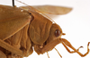 CollectionObject 1534634; 6732e31c-1c3c-4029-bc1c-a16a0876c3cd: female pronotum lateral (holotype). (CollectionObject).