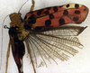 CollectionObject 1502840; 38636106-237a-4839-aee1-9cd06e7cc946: female, dorsal view (syntype). (CollectionObject).