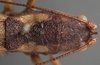 CollectionObject 1505637; 9a9510dd-0900-4038-adf1-8f7aabae09fe: female pronotum, dorsal view (holotype). (CollectionObject).