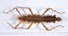 CollectionObject 1562170; ad035006-6f6d-4336-a46d-be63c0202544: copyright ANSP. female, dorsal view (holotype). (CollectionObject).