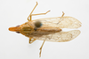 Habitus, dorsal view on Dictyophara confusa (Stål, 1862): (Observation).