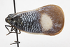 Habitus, lateral view: (Observation).