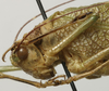 CollectionObject 1535154; 9dac2dbd-c38b-4ab3-af3f-424b96346702: male haead and pronotum, lateral view (syntype). (CollectionObject).