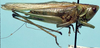 CollectionObject 1522190; 0aa56165-7da1-4b0d-9375-07a6341a1407: male, lateral view (holotype). (CollectionObject).