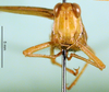 CollectionObject 1502152; 4257a9b8-6282-4edf-aea3-7cdf5d552462: male, frons, paralectotype. (CollectionObject).