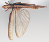 CollectionObject 1501036; 5806565b-146b-4660-8203-9dcfc37b05fc, DORSA BAdescerT01: male, dorsal view (holotype). (CollectionObject).