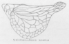 Habitus, lateral view: !! display not done !! on Mistharnophantia ajoensia Doering & Shepherd, 1947: (Observation).