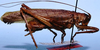 CollectionObject 1522336; 41b847a5-362f-40fd-a35a-e0f68e3fda96: male (holotype). (CollectionObject).